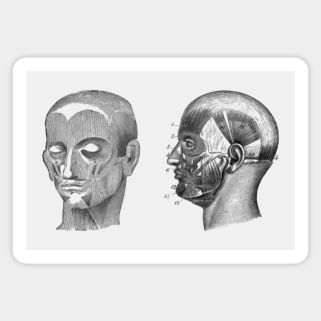 Human Skull Muscular Diagram - Dual View Sticker by Vintage Anatomy Prints